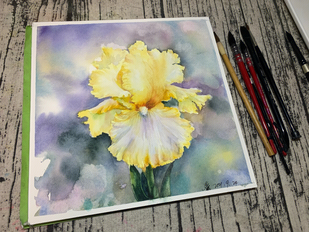手绘水彩花卉高贵的黄色鸢尾花