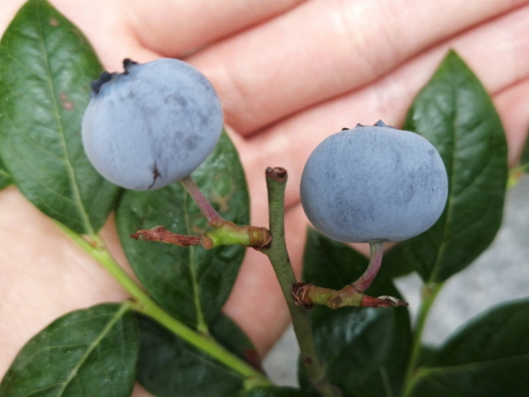 奥尼尔蓝莓转色