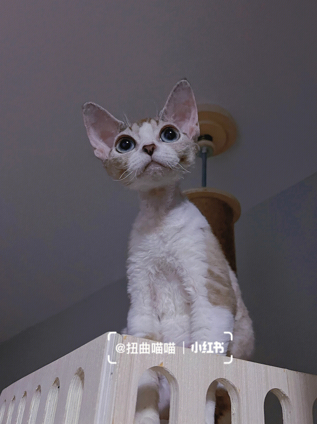 大眼睛爆毛海豹开脸德文卷毛猫妹妹找家长