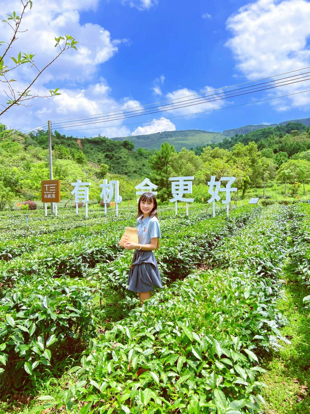 广东最美茶园英西峰林t三有机茶园