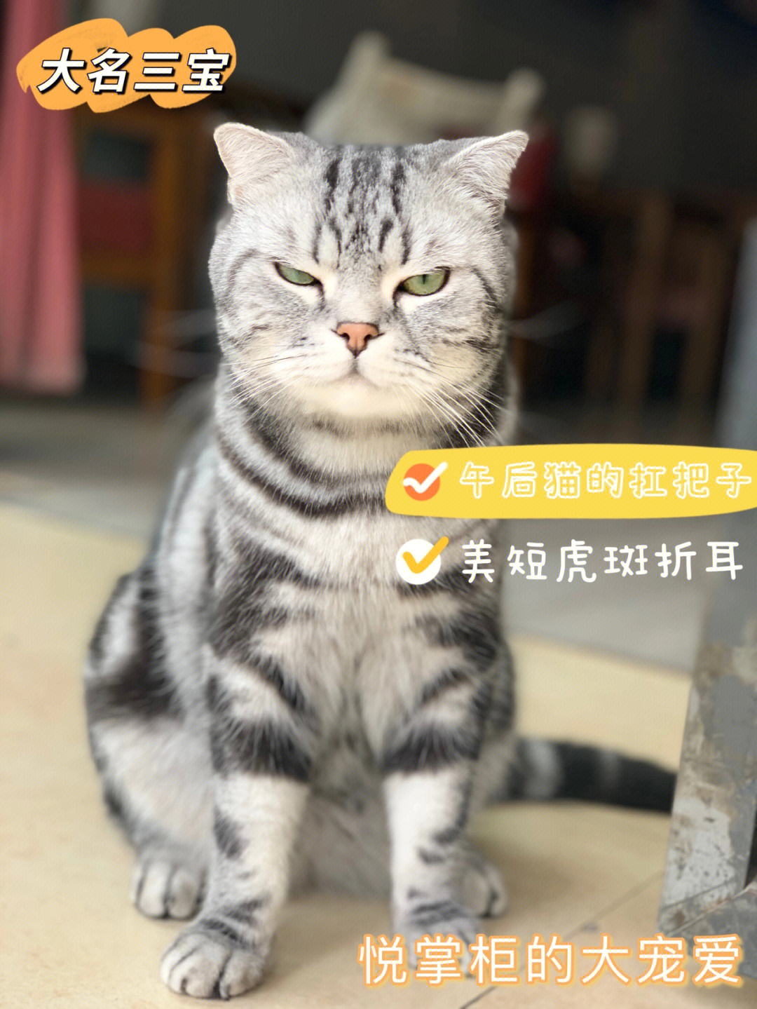 虎斑猫折耳猫缺陷图片