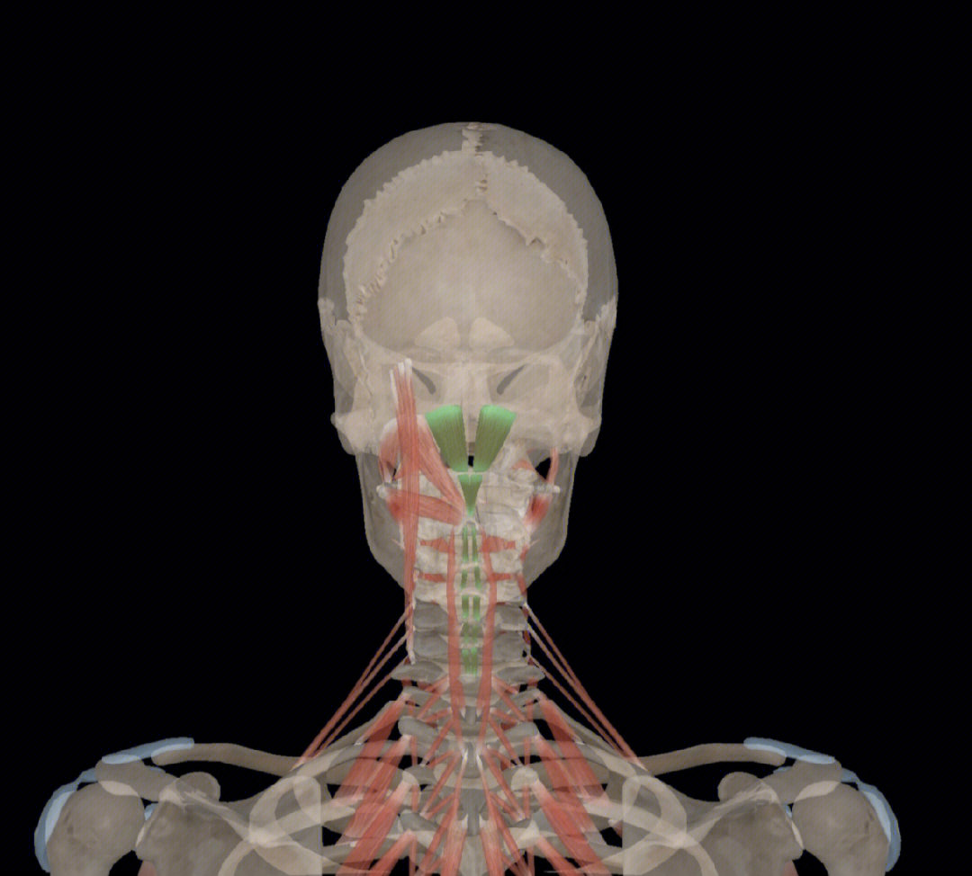 第二颈椎棘突图片图片