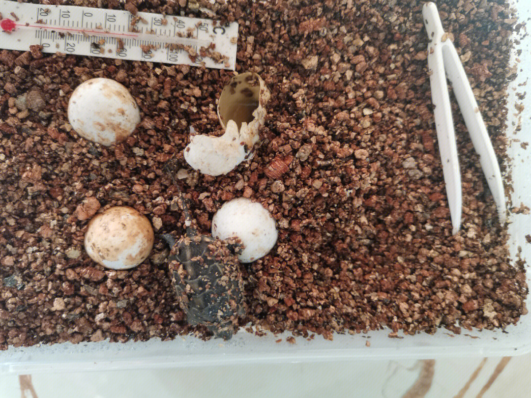 今年夏天我买了四个龟蛋,经过孵化都出壳了,一直都挺活波,在水里玩的