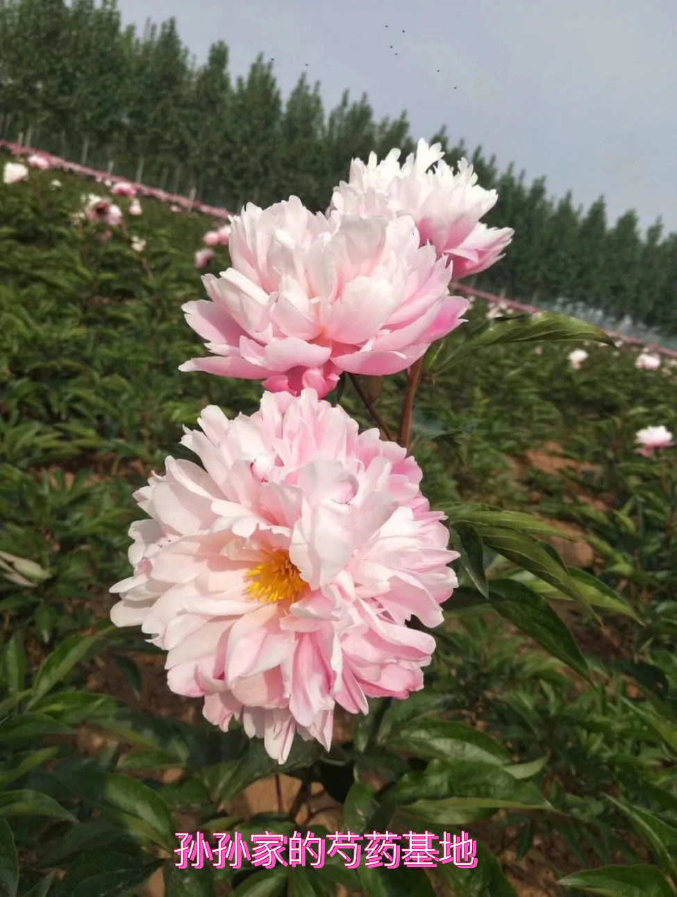 芍药