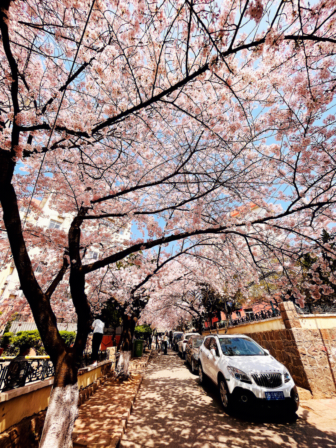三明南路樱花图片
