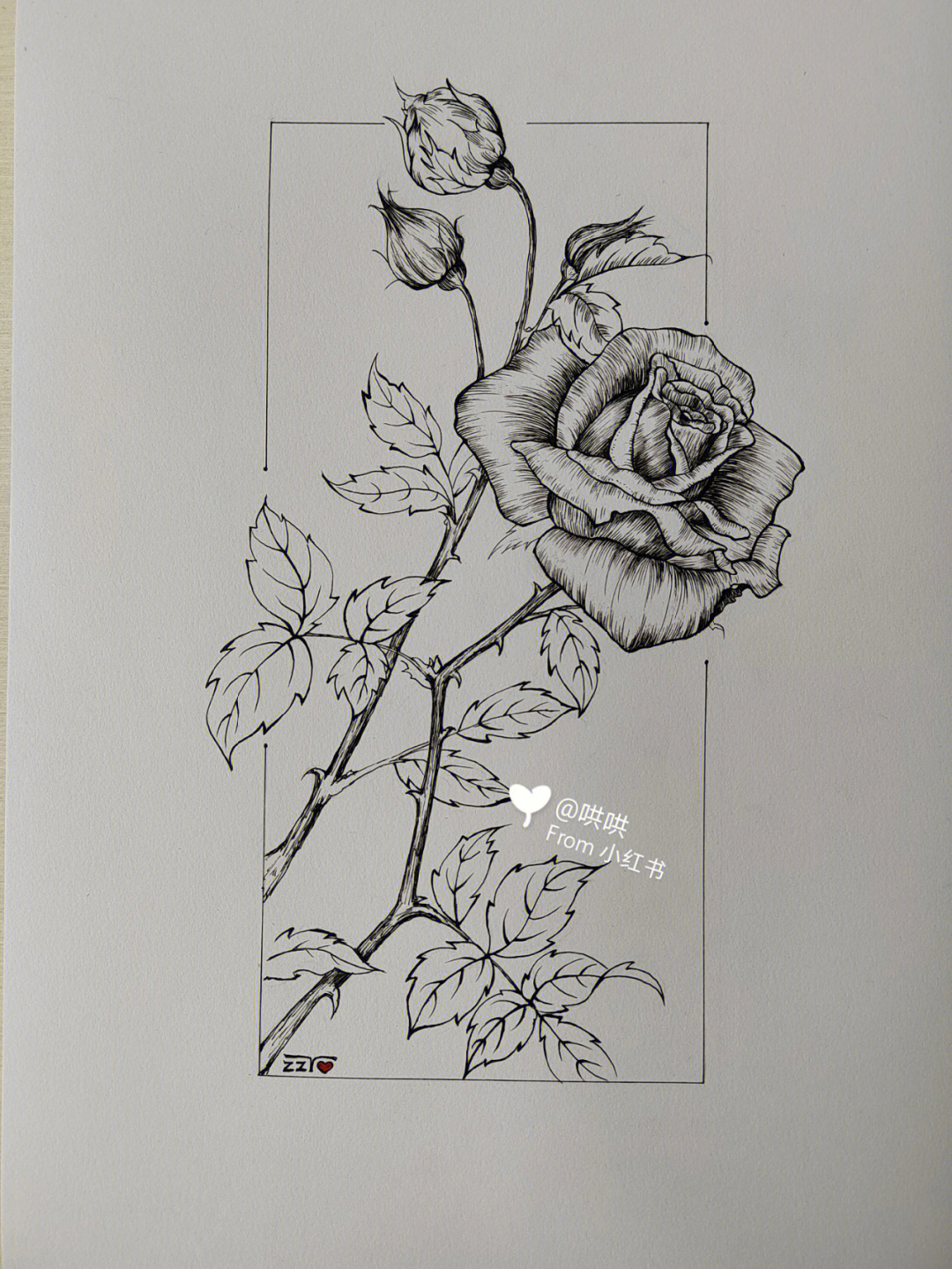 玫瑰花素描新手图片