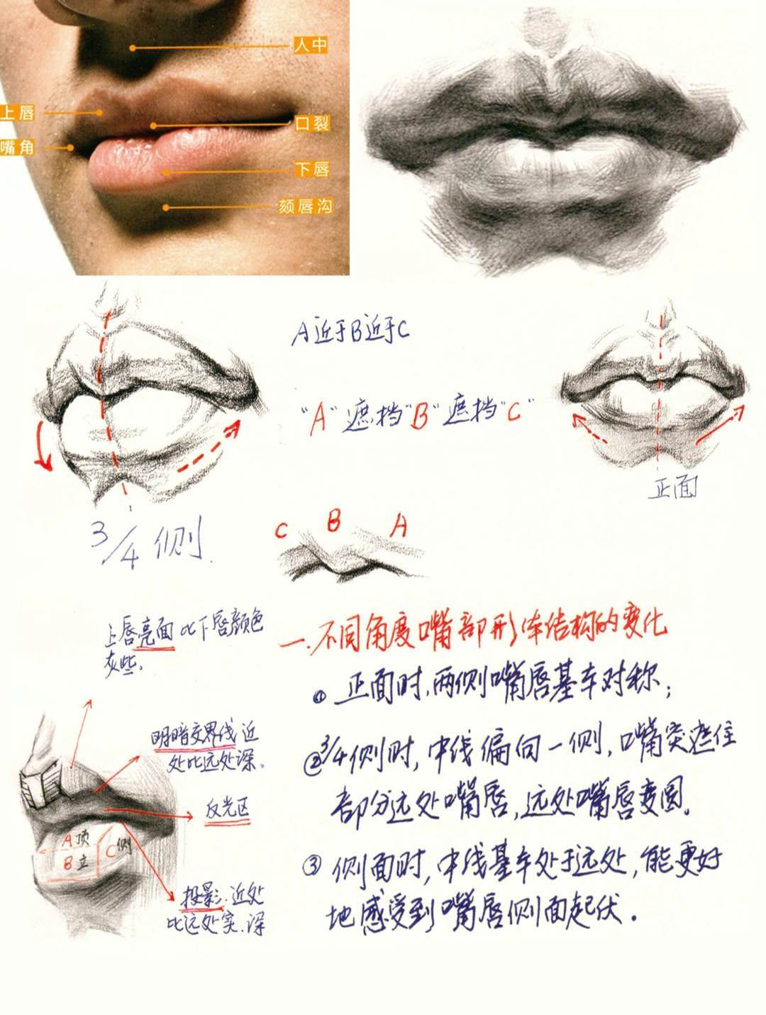 上下嘴唇代表的器官图片