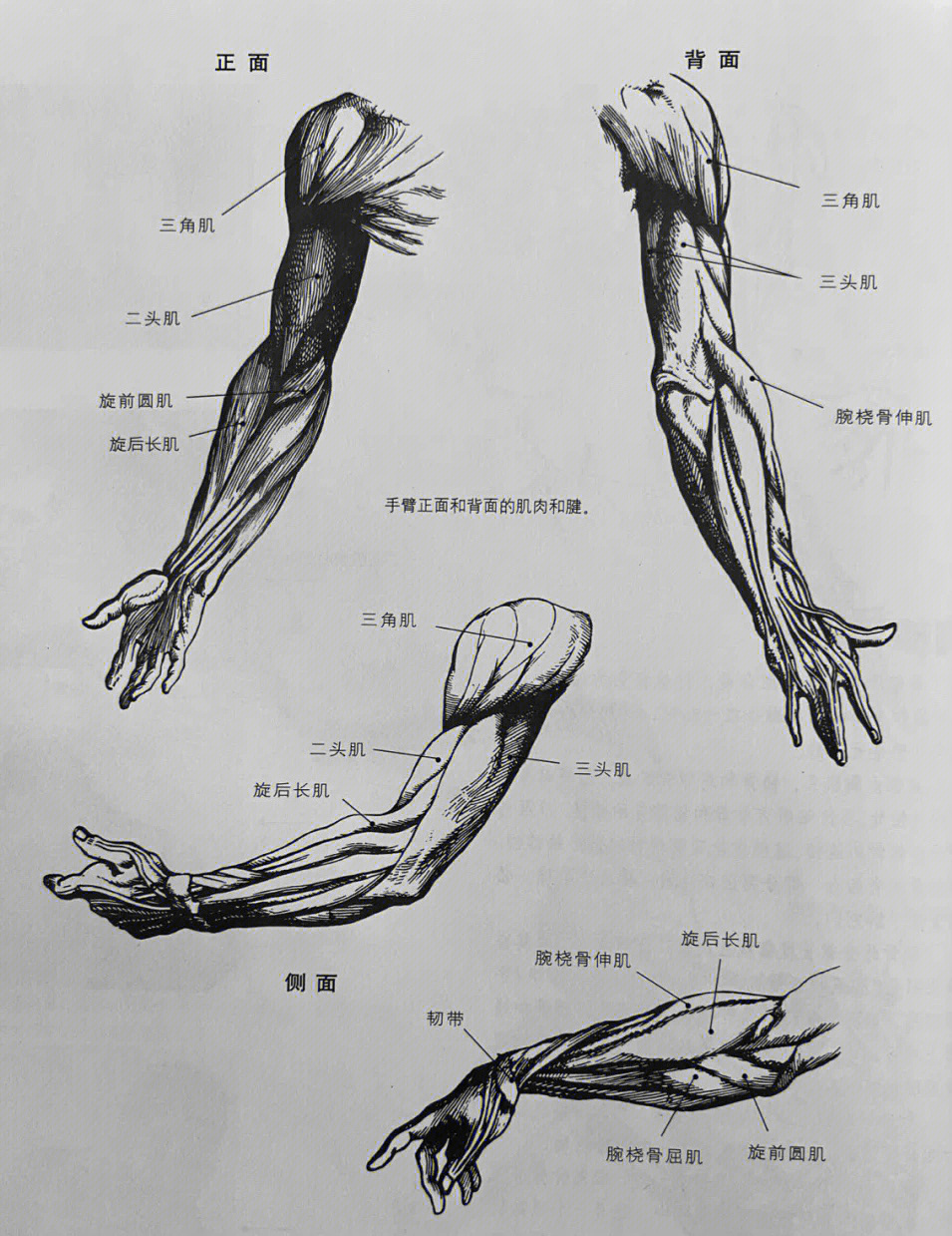 画好速写系列四肢骨骼肌肉