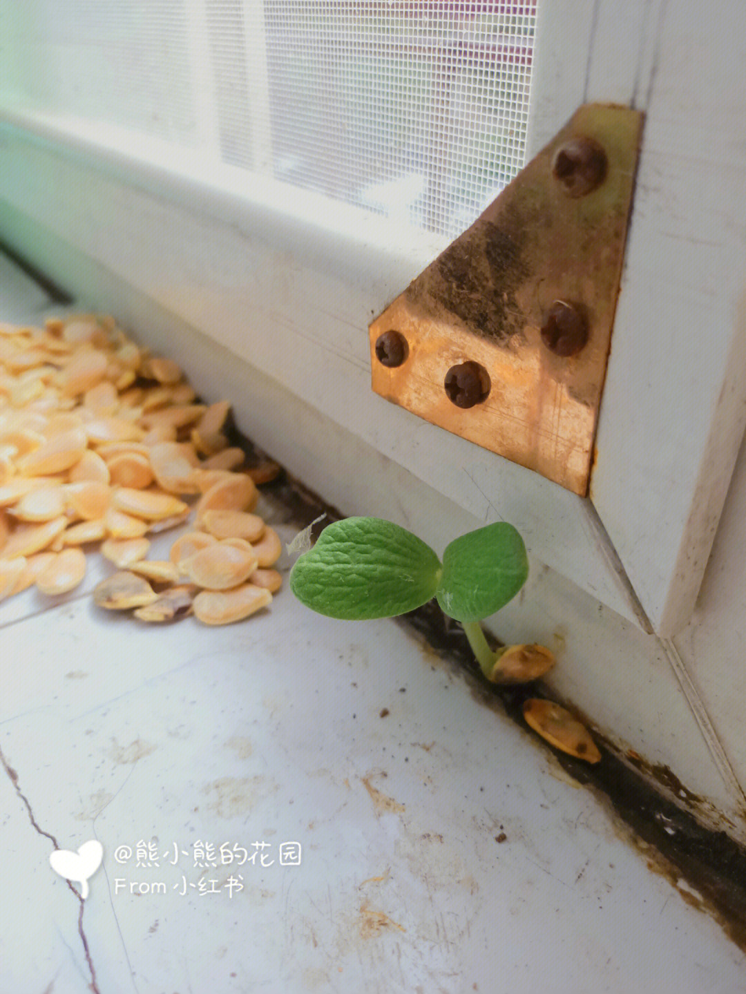 窗台上晒的南瓜子没有收,最近总下雨,他竟然发芽了,还长得这么好,真是