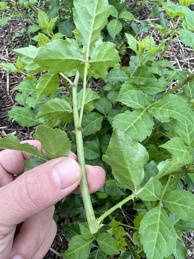 玉林市哪里有苦刺心簕菜这个野菜卖