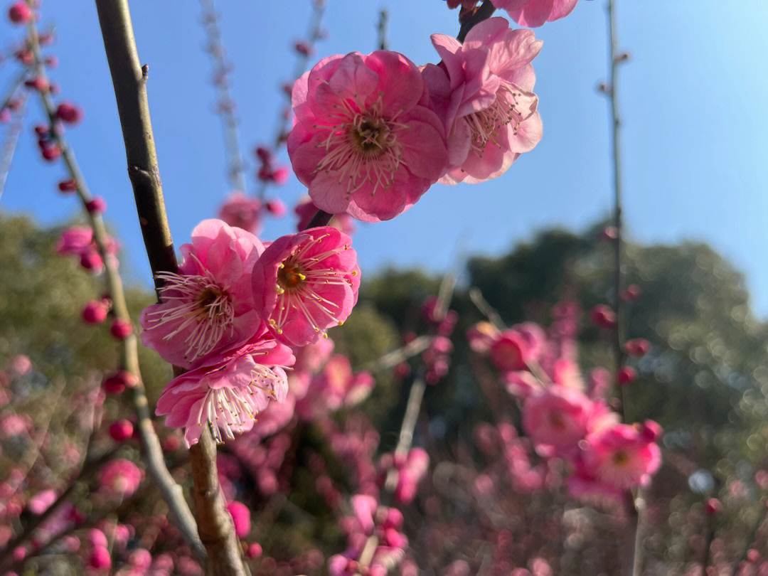 世纪公园梅花