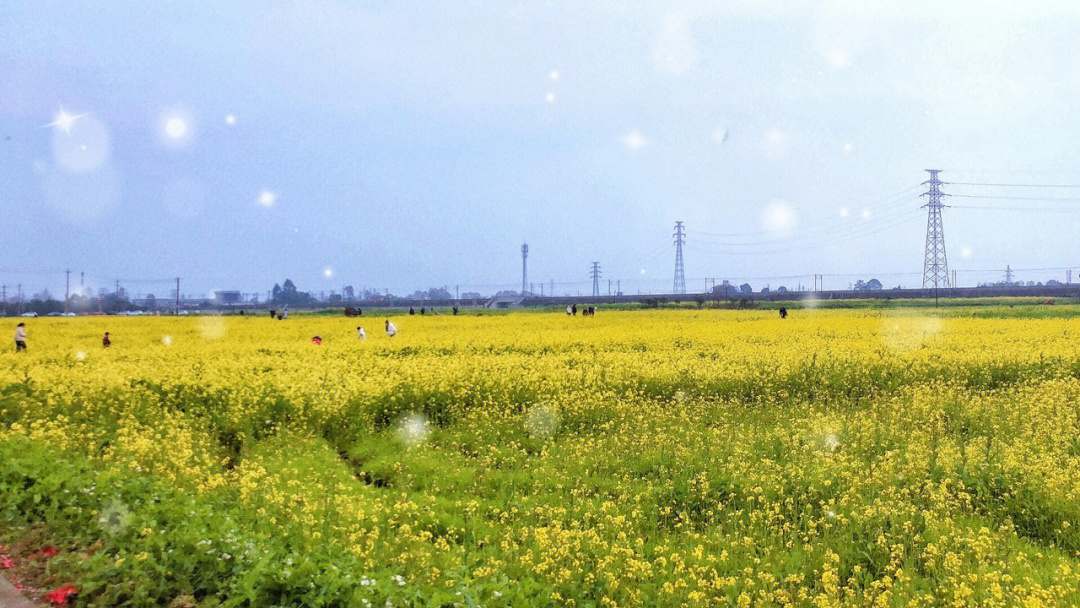 白头镇五星村油菜花图片