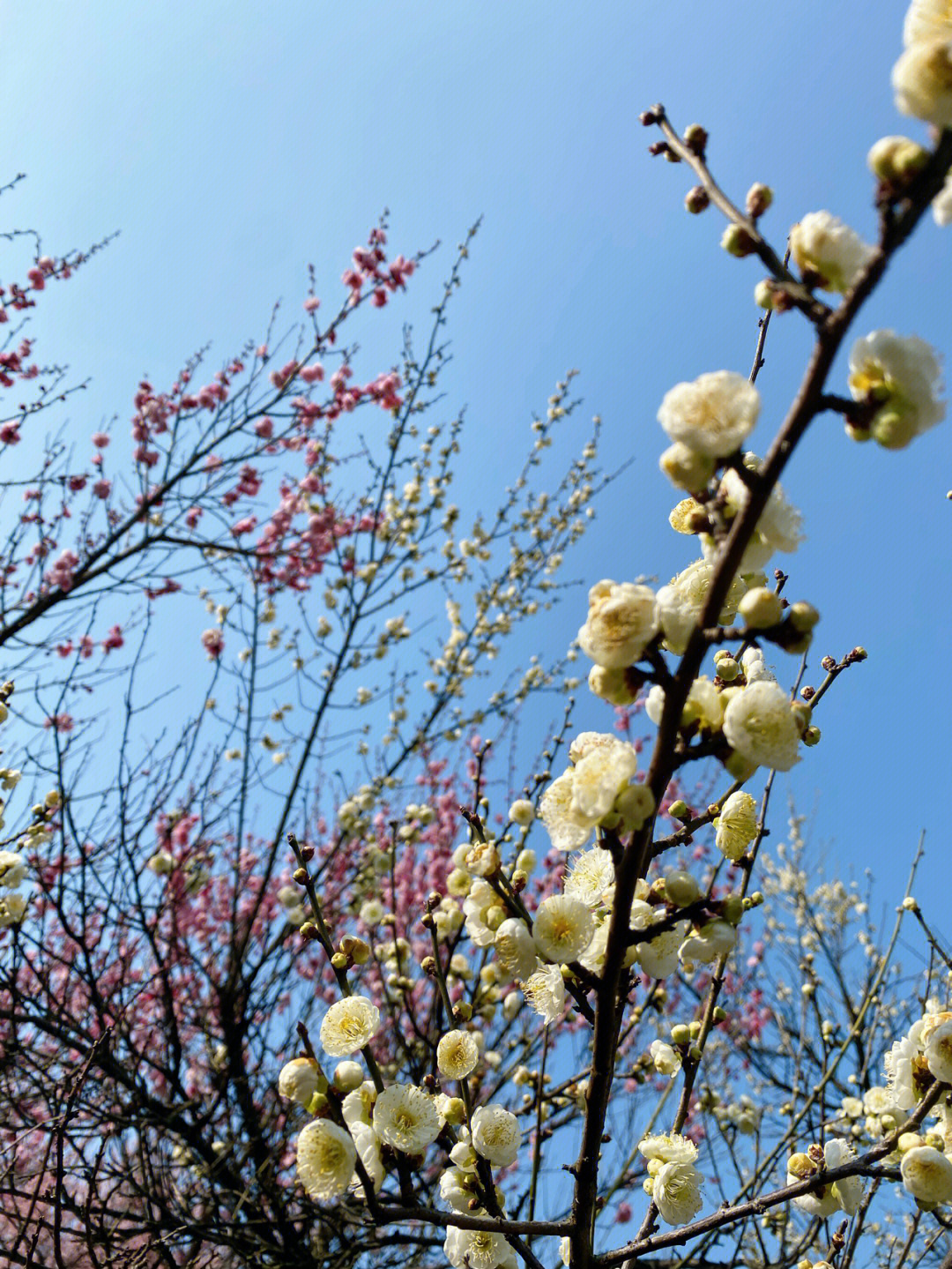 梅花的花期图片