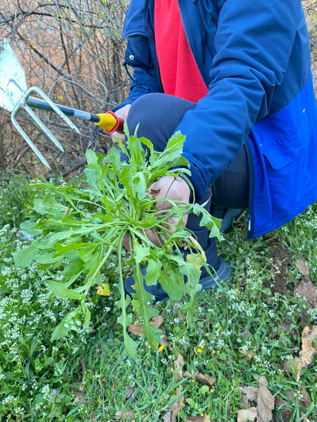 看花感觉是荠菜,挖了三大包,处理的时候发现闻根部没有什么荠菜味有没