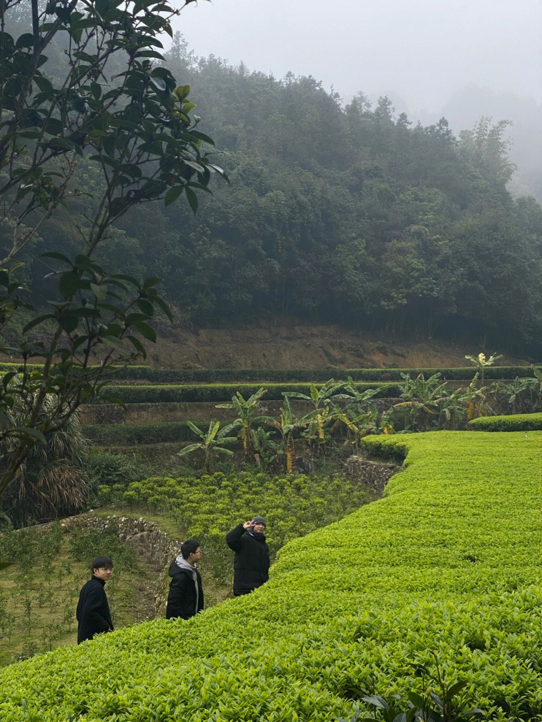 潮州凤凰山乌岽村图片