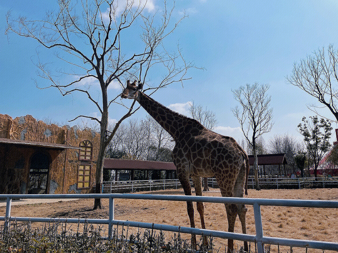 扬州动物园介绍图片
