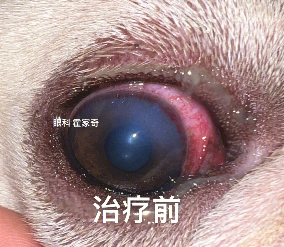 牛结膜炎眼睛图片图片