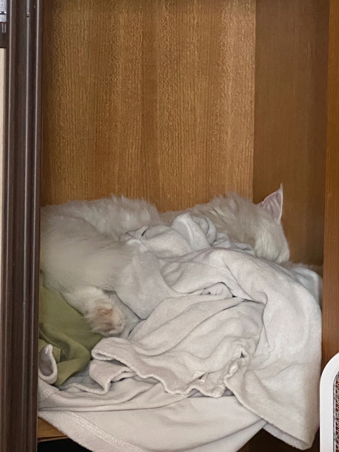 早上醒来发现柜子里长猫了