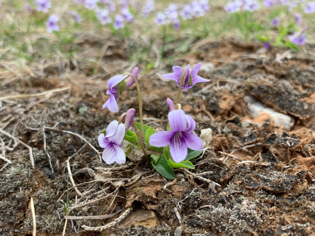 紫花地丁发芽图片图片