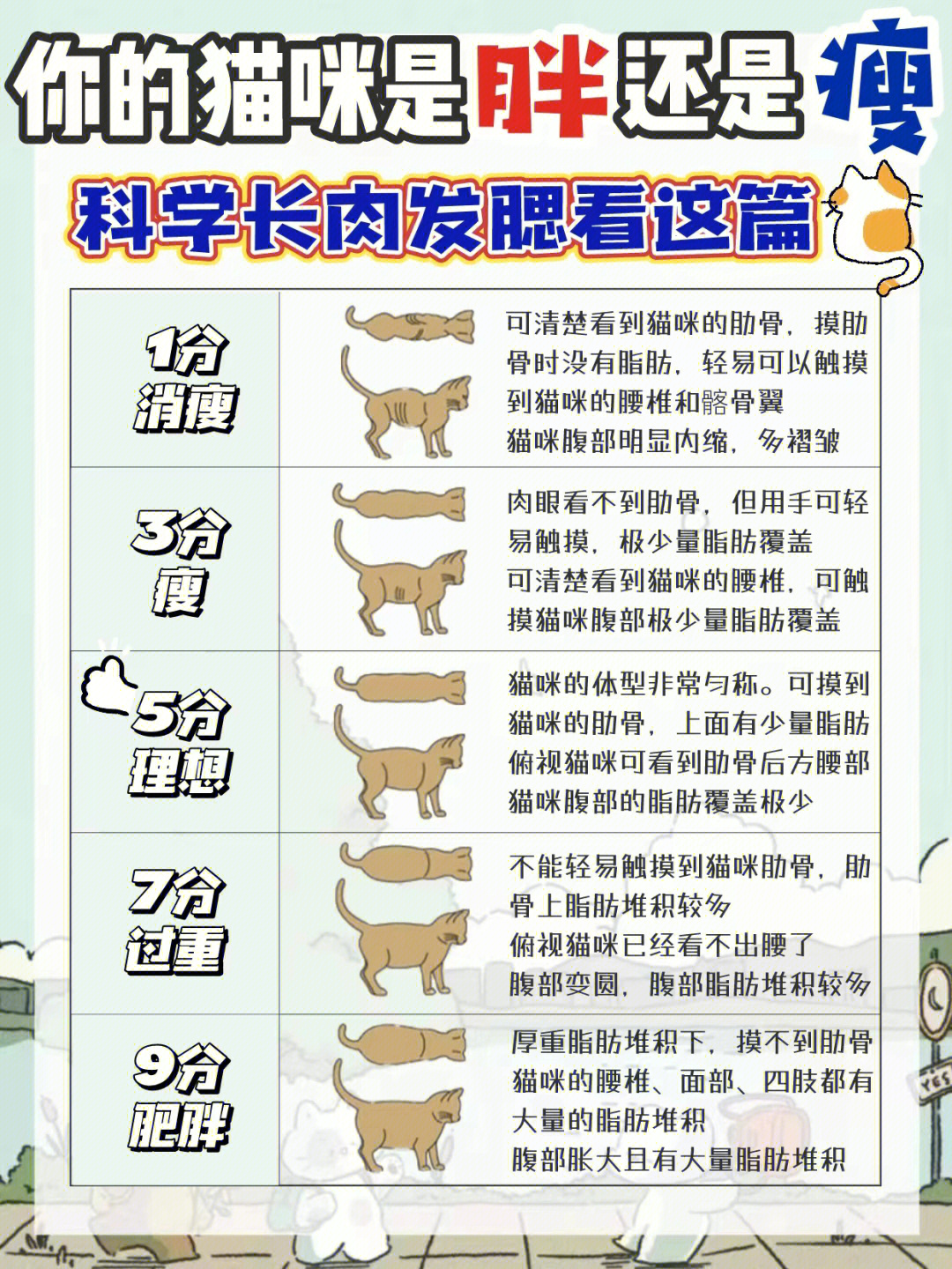 你的猫咪是胖还是瘦科学长肉发腮看这篇60