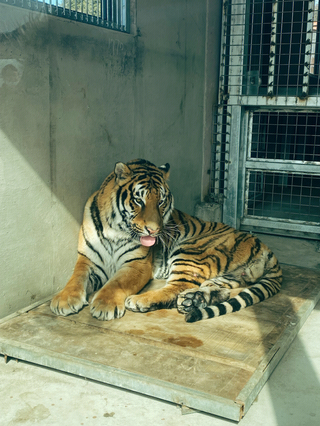 沈阳动物园老虎事件图片