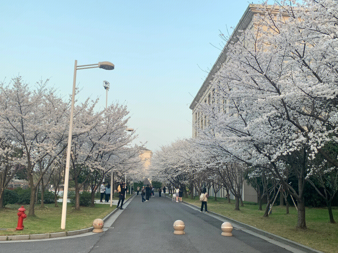 樱花妹学校图片