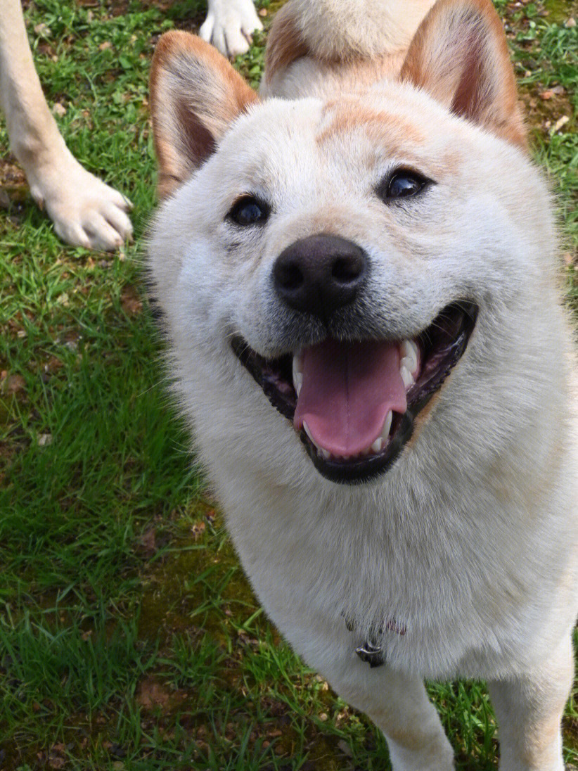 柴犬小白大头照