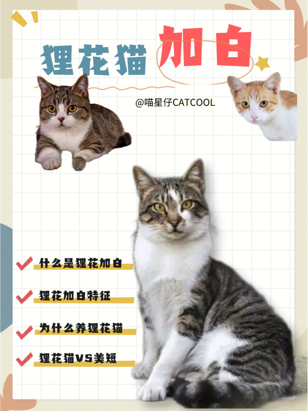 狸花猫怎么养图片