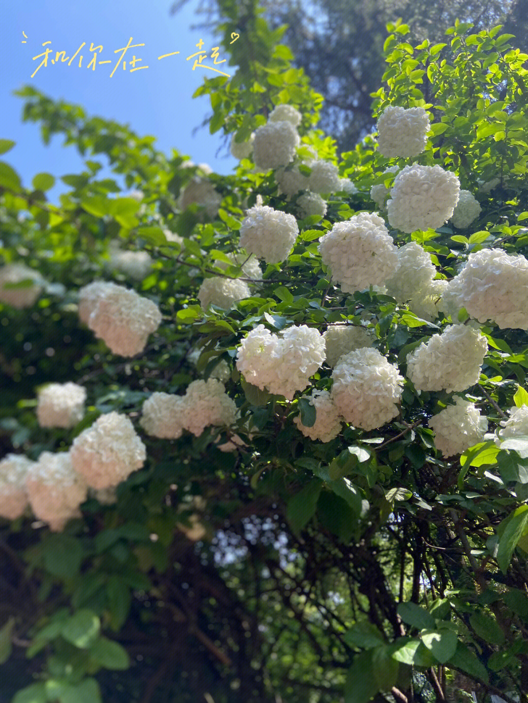 长沙周末赏花散步之紫凤公园