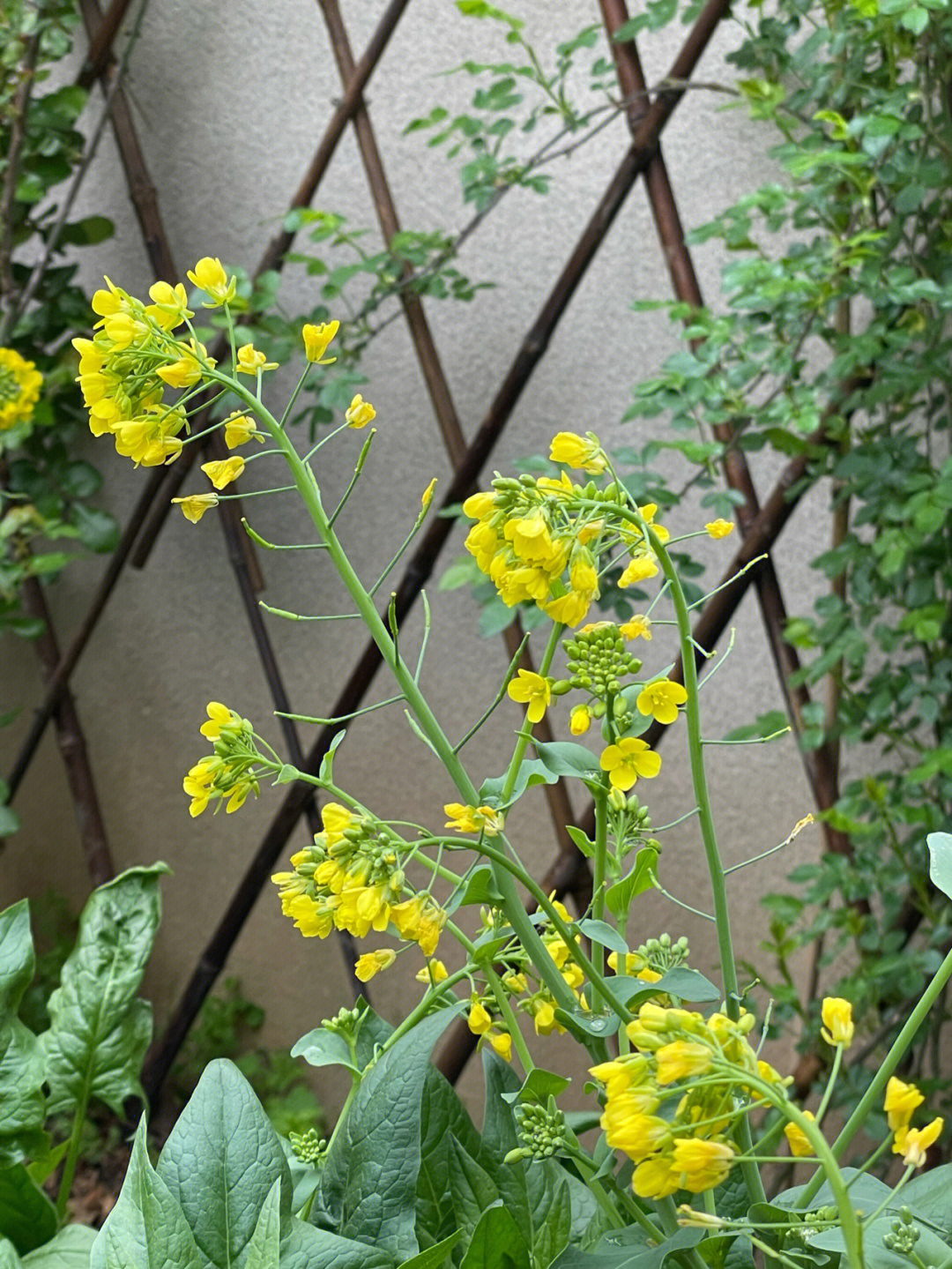 青菜苔和油菜花图片