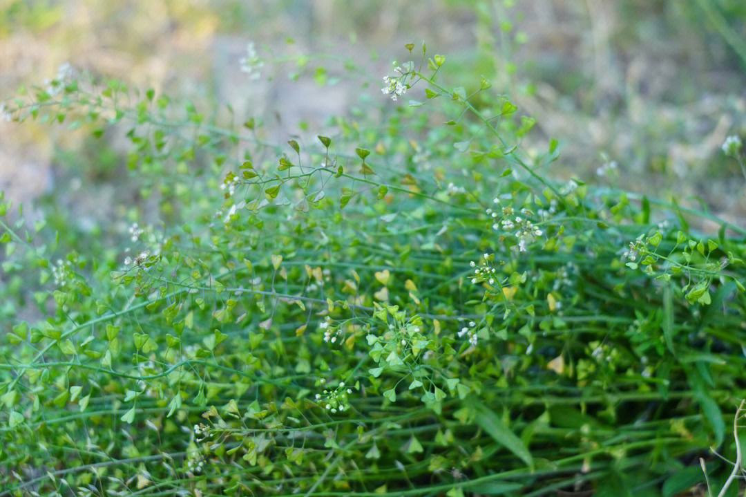 不时不食三月三荠菜花煮鸡蛋