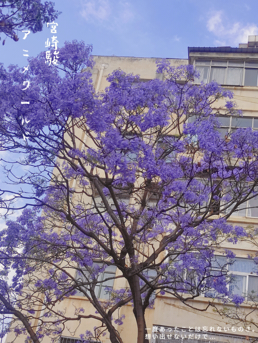 蓝花楹浪漫文字图片