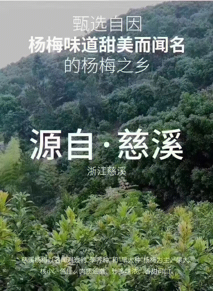 慈溪杨梅团宝图片