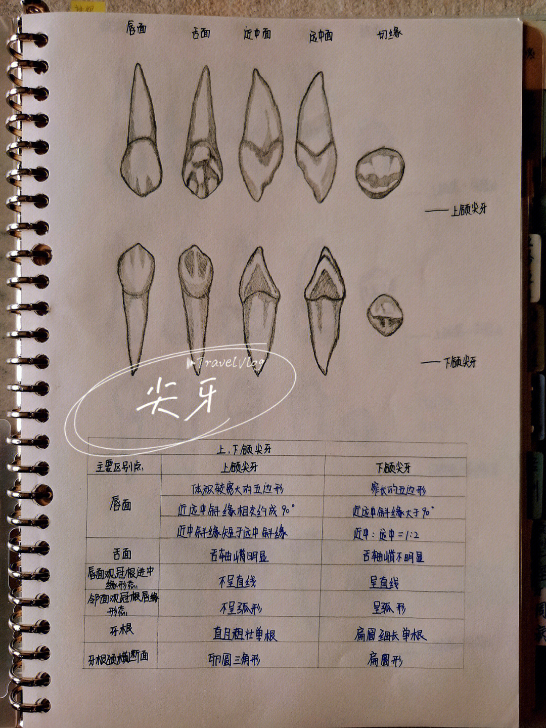 口腔解剖生理学画牙齿图片