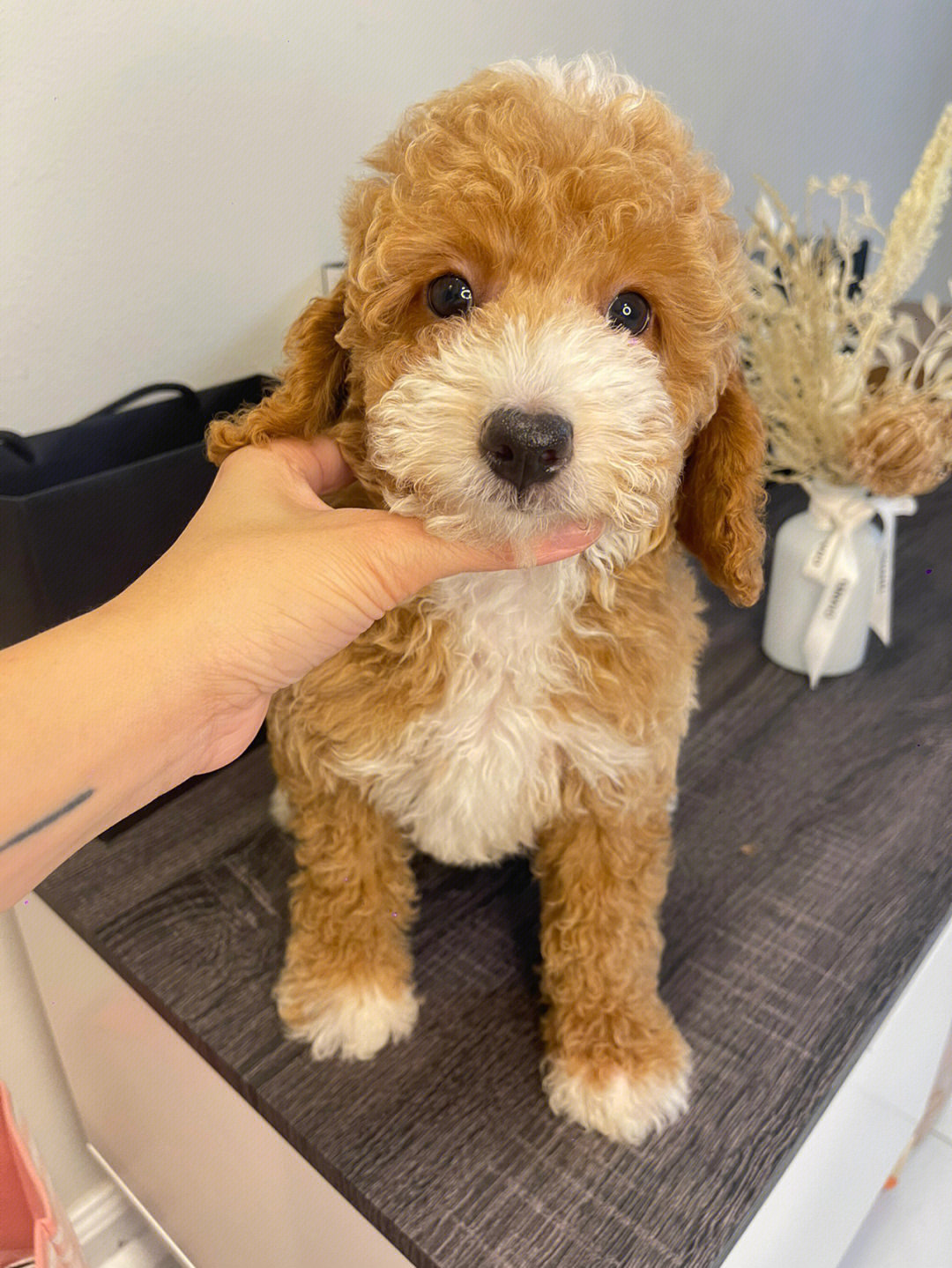 纽约现狗#迷你泰迪#泰迪#泰迪犬#贵宾#贵宾犬#迷你