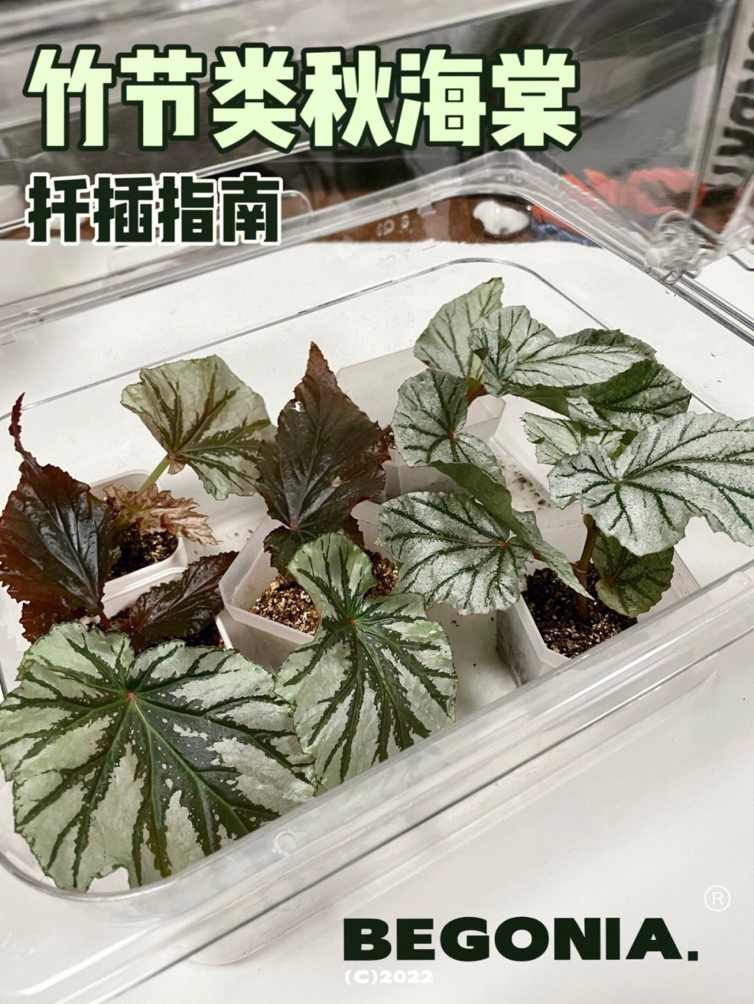 竹节海棠叶插法图片