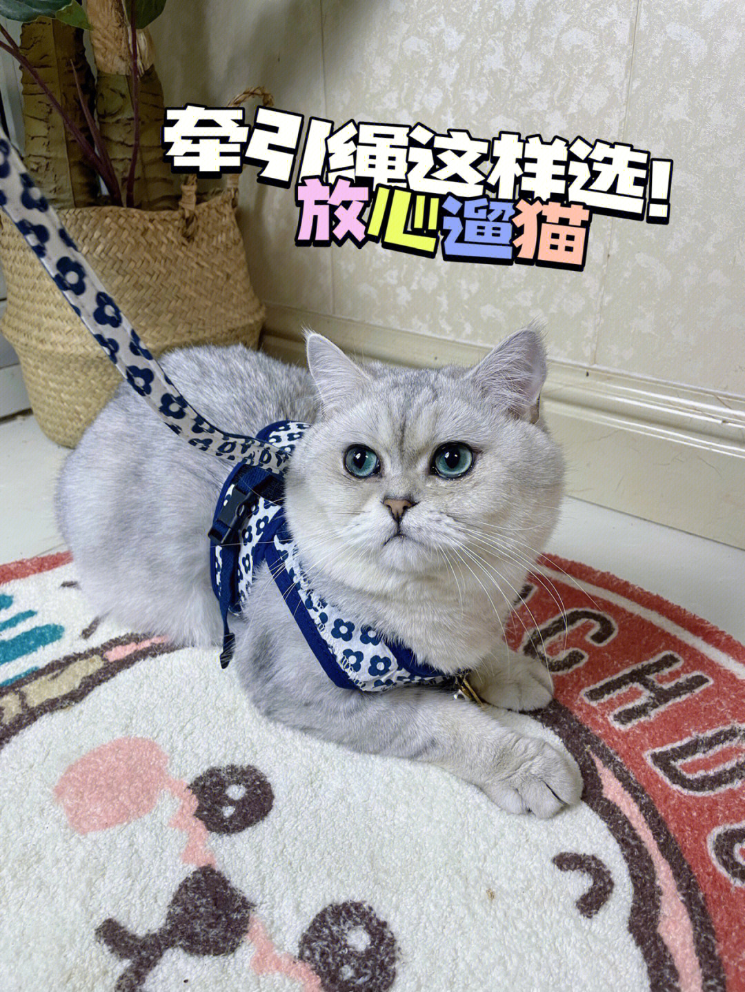 猫咪牵引绳这样选不出错75