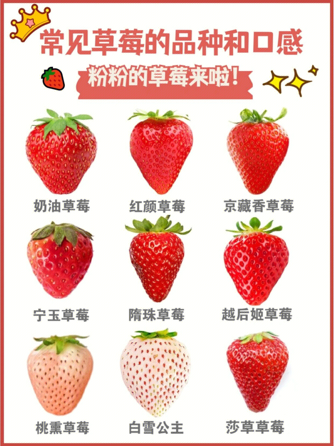 草莓品种大全名称图片图片