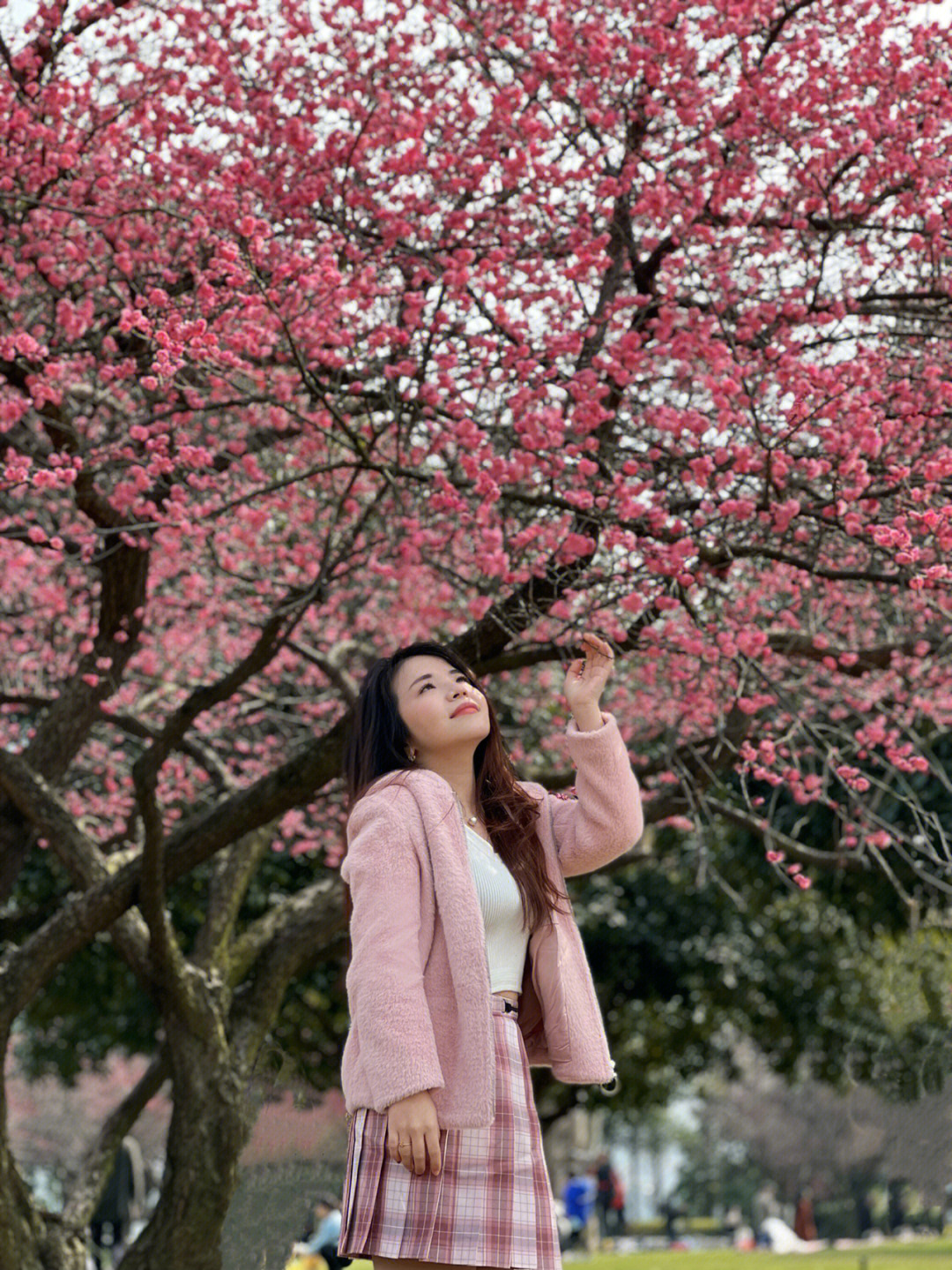 长沙赏花橘子洲梅花这样拍照避开人群