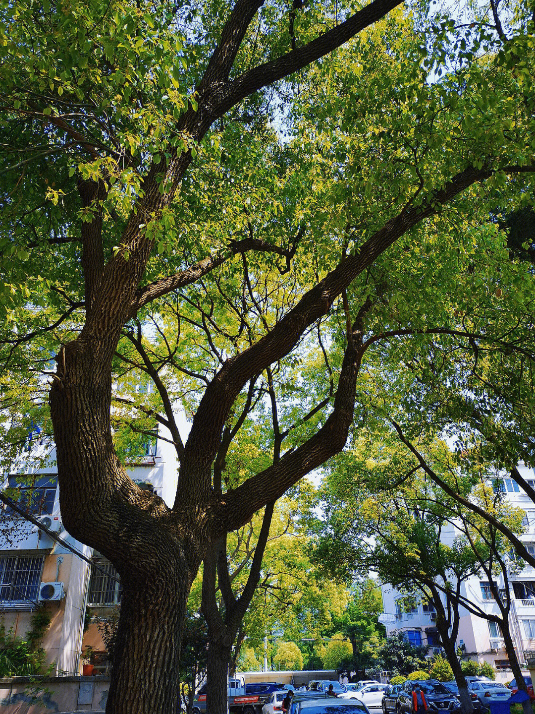 九江市市树图片