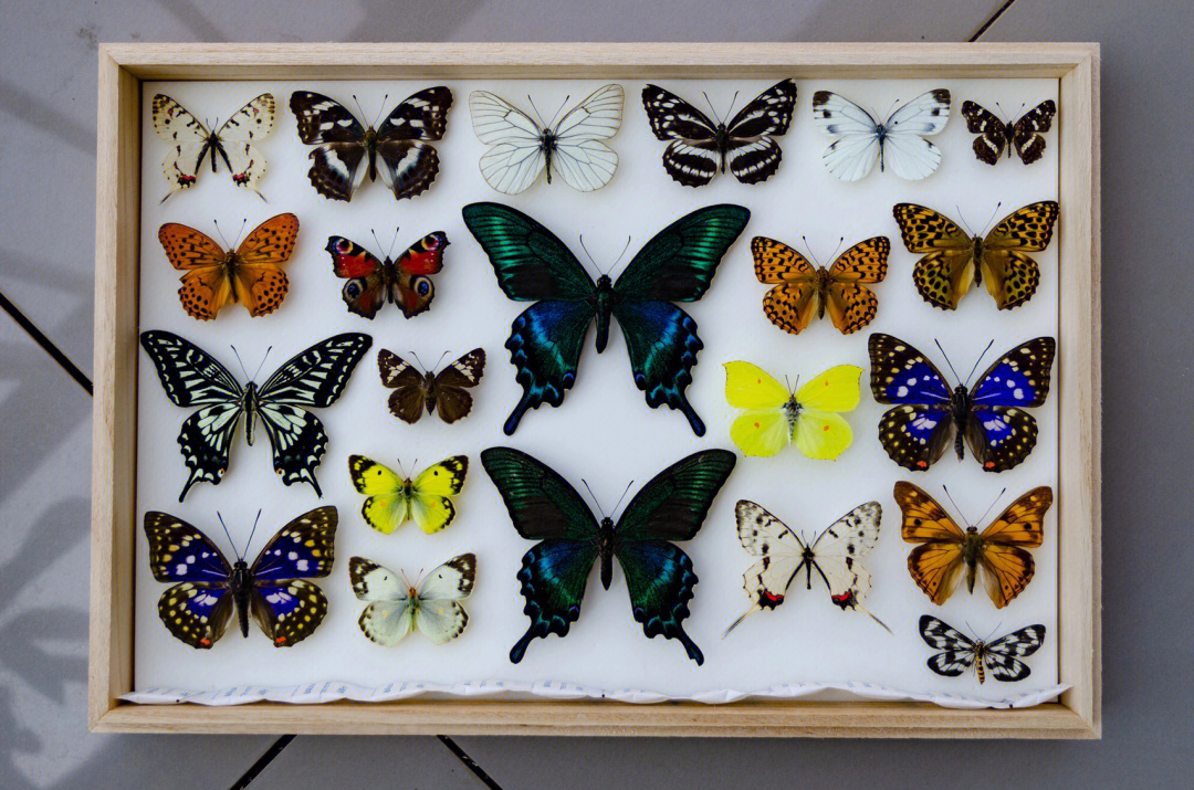 蝴蝶标本怎么做图片