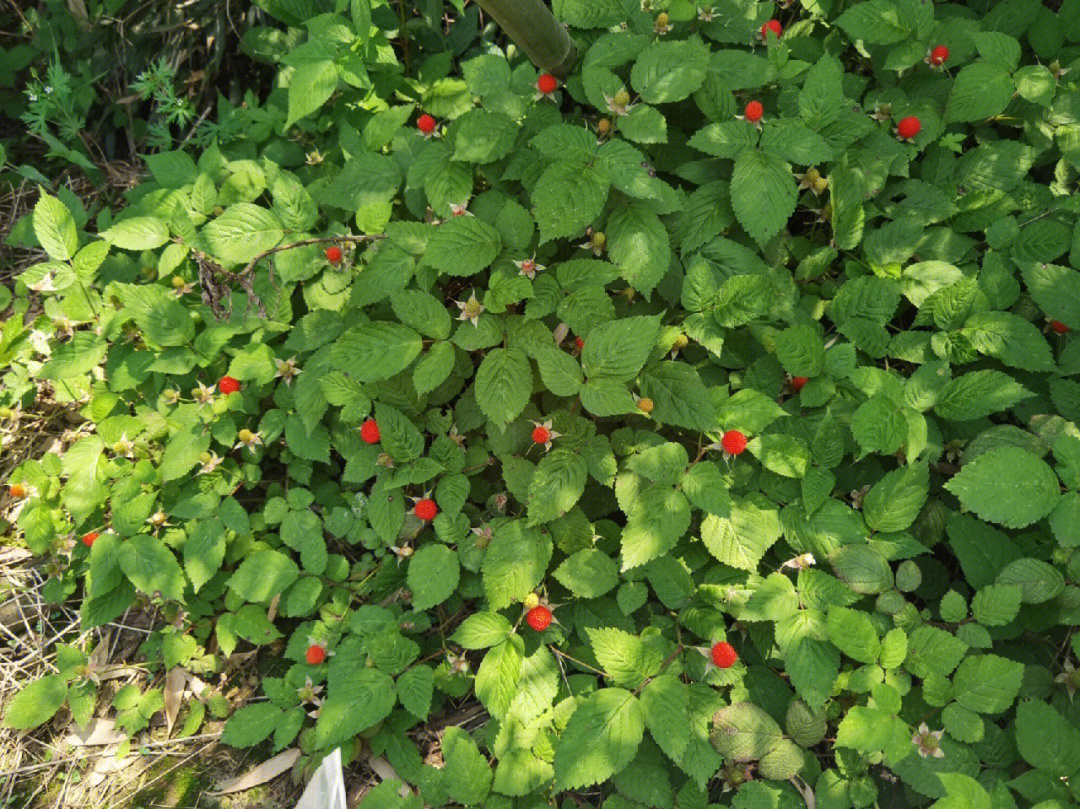 蓬蘽和蛇莓图片