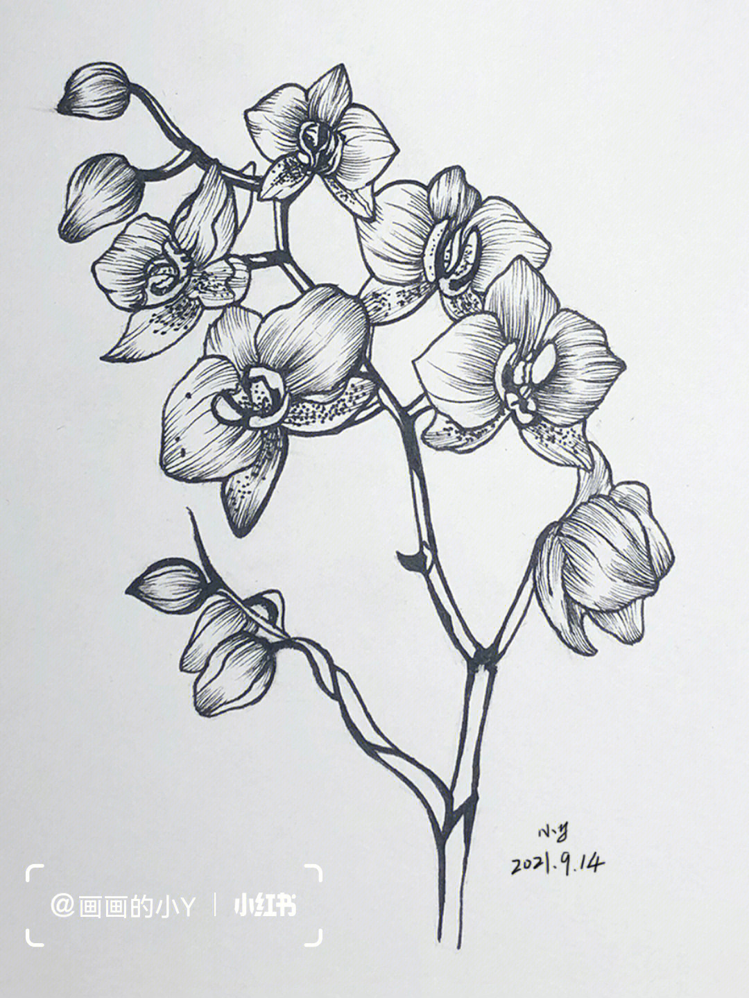 蝴蝶兰花素描图片图片