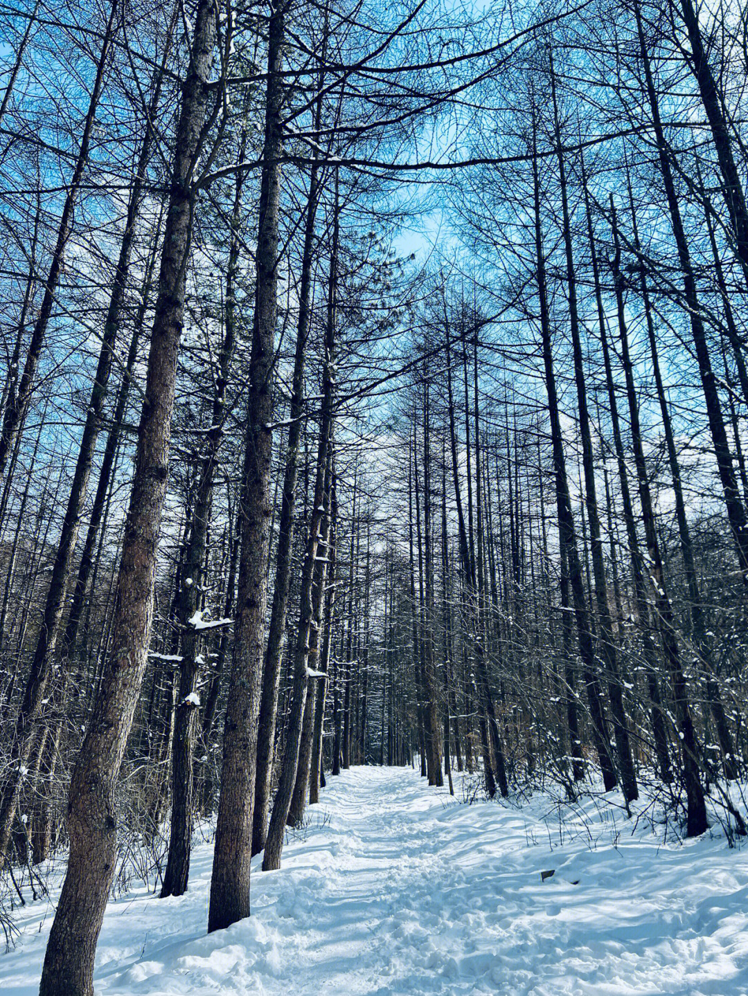 下过雪的鸡窝子冷杉