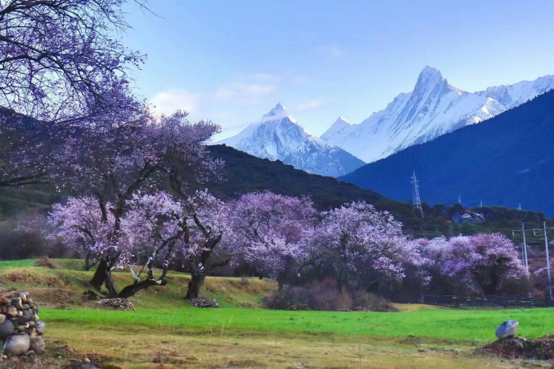 中国最美的春天林芝桃花