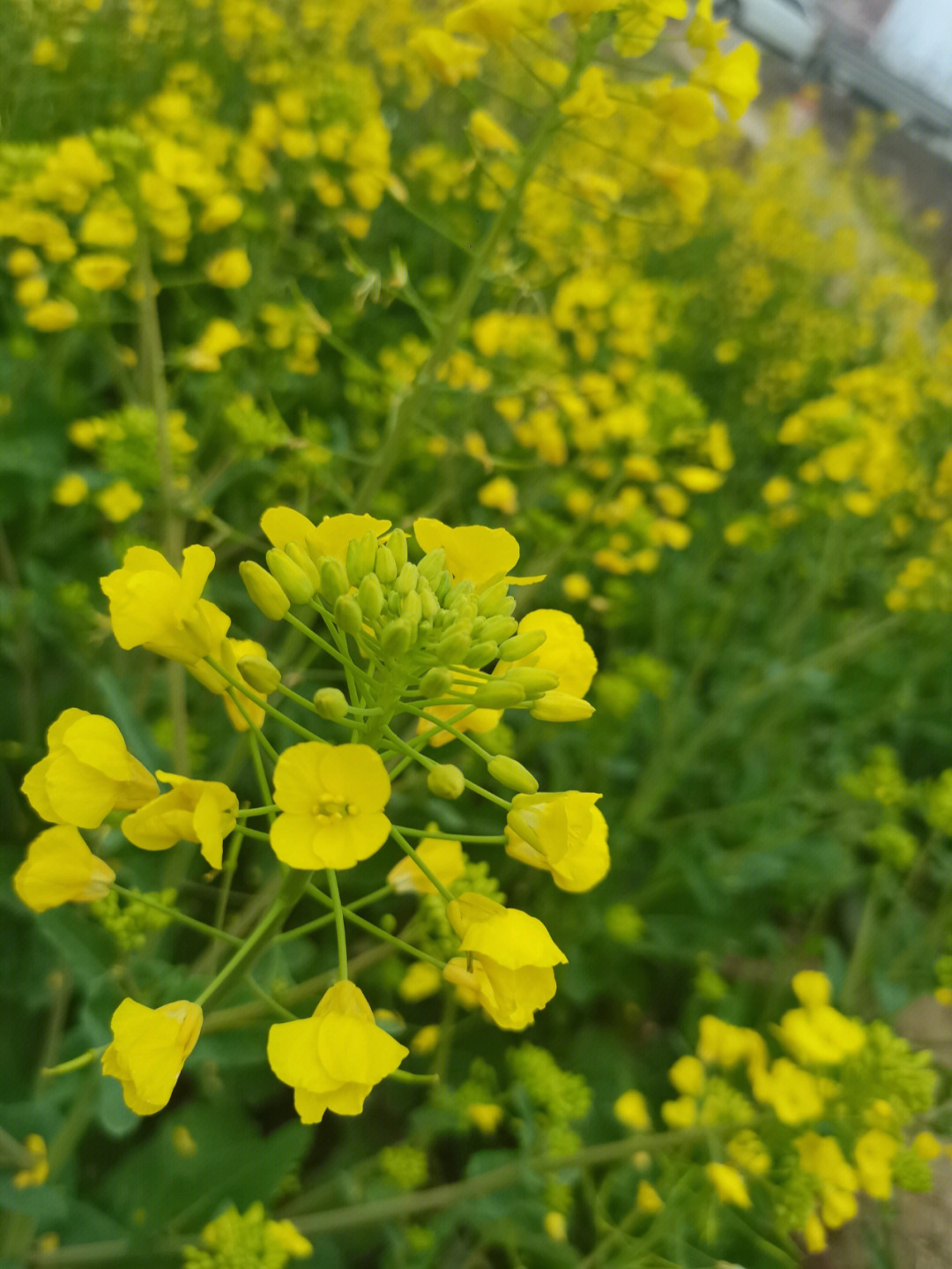 菜籽花的形状图片