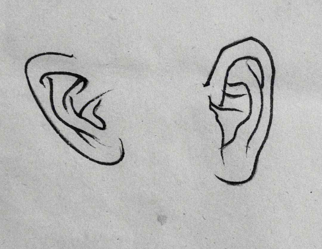 线描五官耳朵解剖结构知识收藏啦
