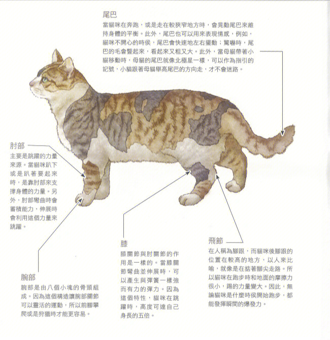 猫脚结构图片