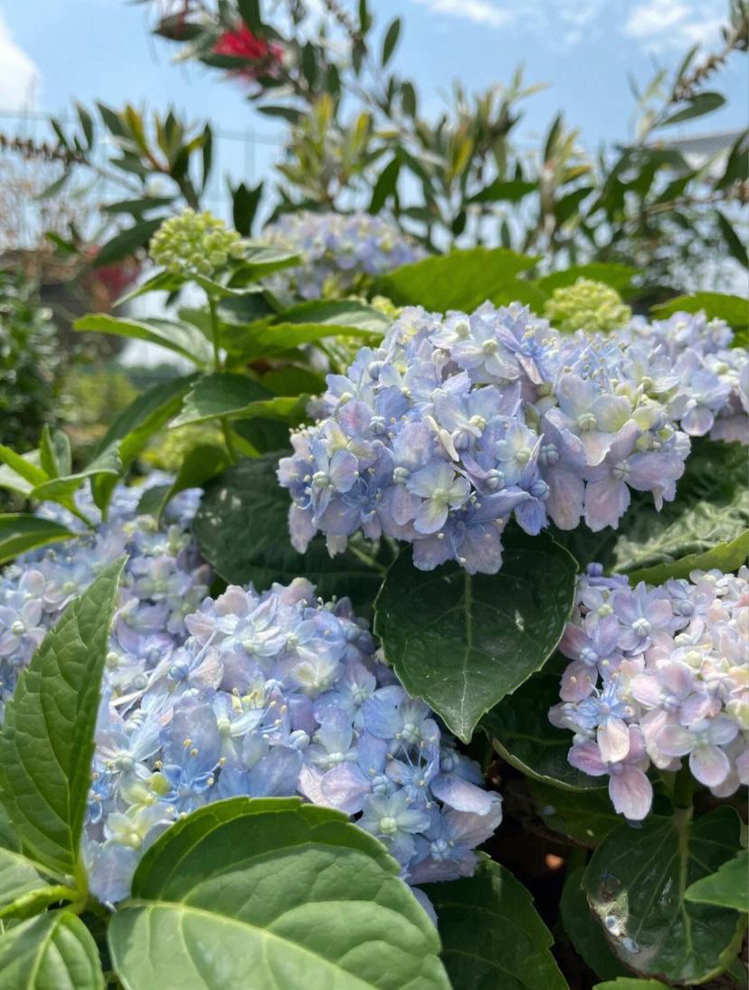 阳春三月正是赏花好时节有松绣球陆陆续续露色了期待仙女本仙有松绣球