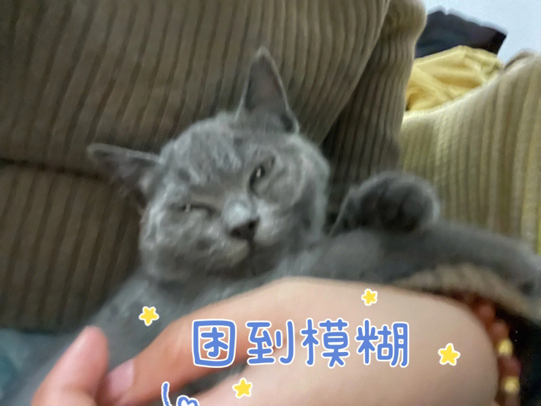 六腿蓝猫表情包图片